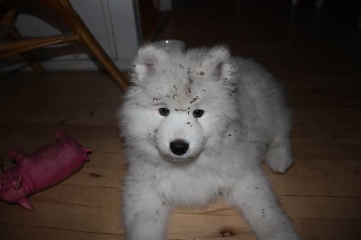 Samojedhund Motor billede 3