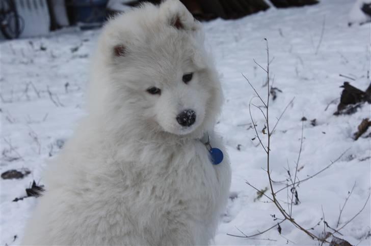 Samojedhund Motor billede 4