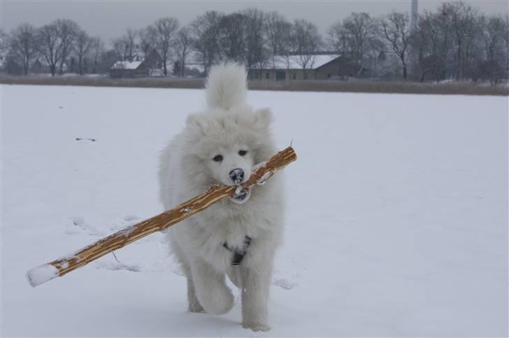 Samojedhund Motor billede 5