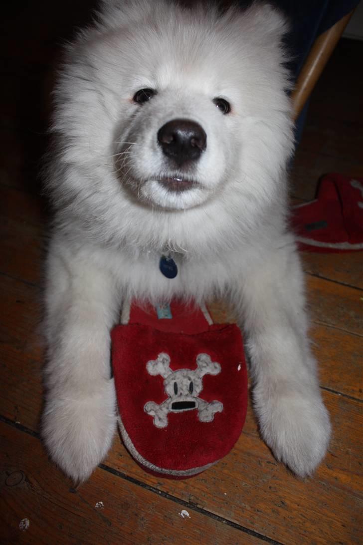 Samojedhund Motor billede 6