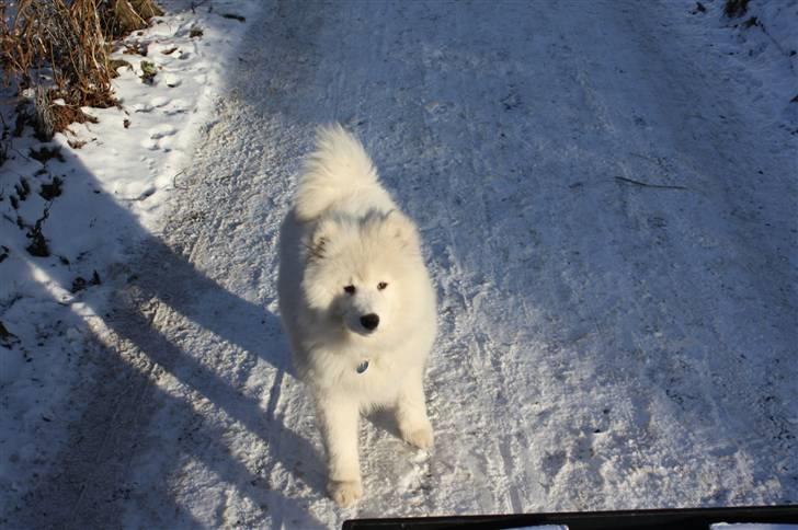 Samojedhund Motor billede 7