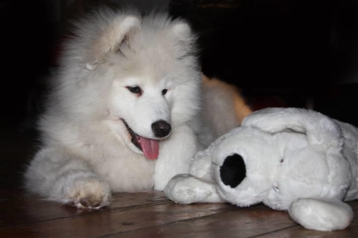 Samojedhund Motor billede 8