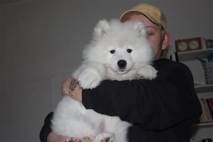 Samojedhund Motor billede 9