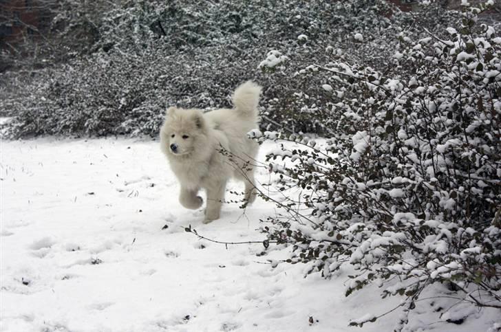 Samojedhund Motor billede 10