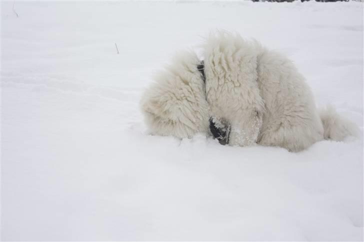 Samojedhund Motor billede 11