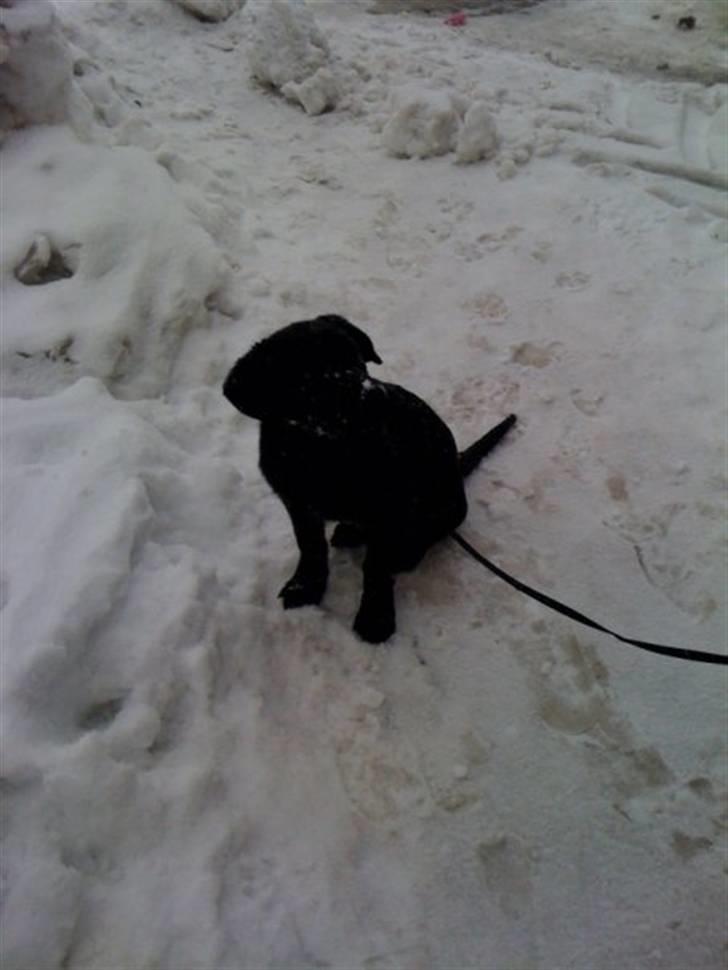 Labrador retriever prinsesse bella - uden i snen og lege billede 1