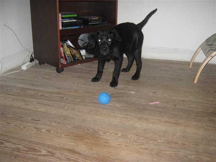 Labrador retriever prinsesse bella - bella(y billede 2