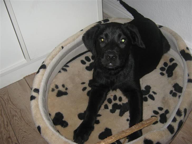 Labrador retriever prinsesse bella - bella<3 billede 3