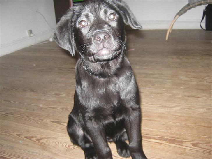 Labrador retriever prinsesse bella - smil<3 billede 4