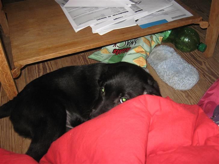 Labrador retriever prinsesse bella - du kan ik finde mig billede 5