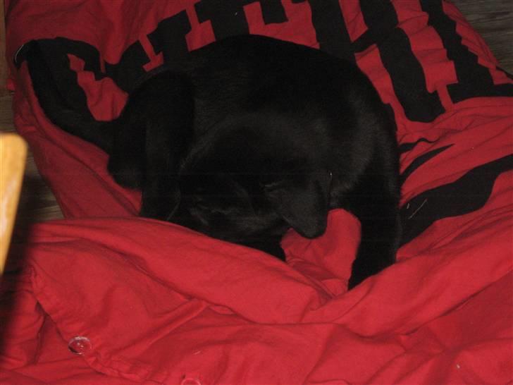 Labrador retriever prinsesse bella billede 6