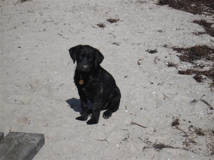 Blanding af racer Bella billede 1