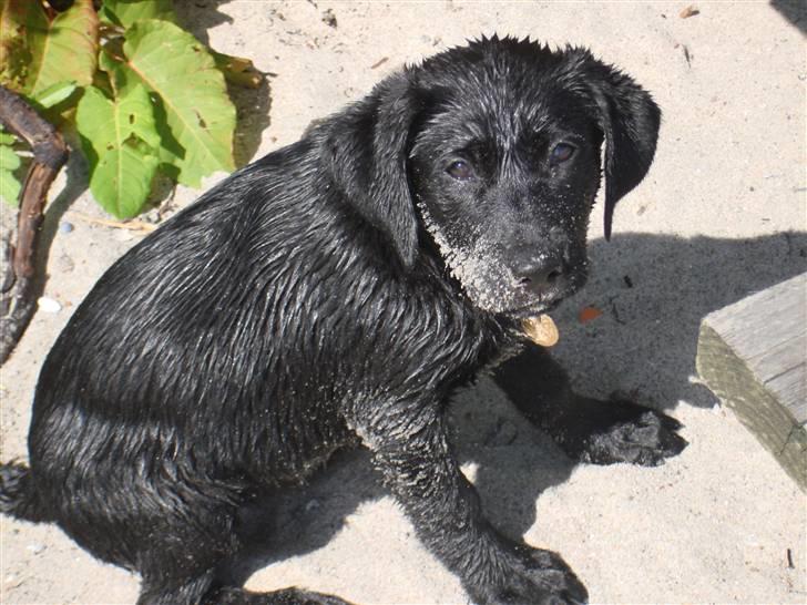 Blanding af racer Bella billede 2