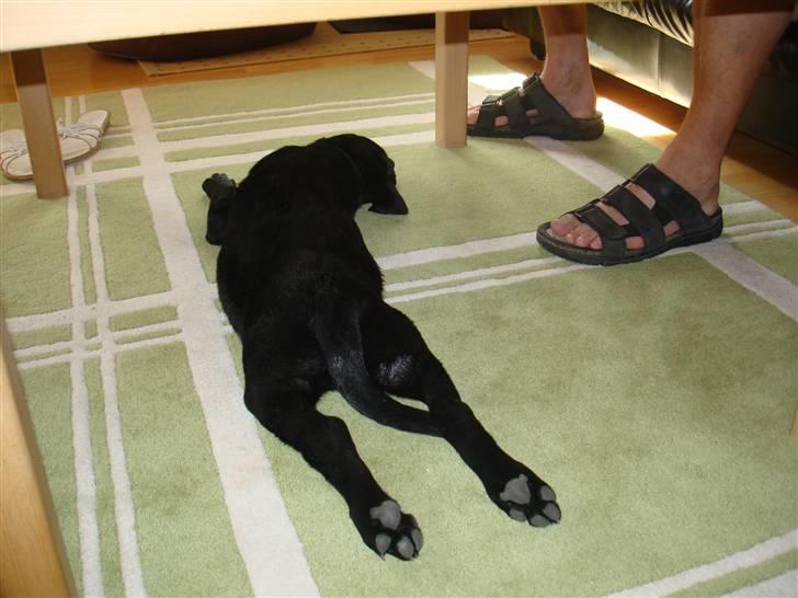 Blanding af racer Bella billede 3