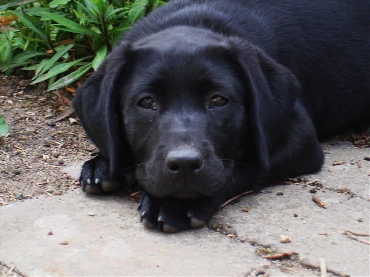 Blanding af racer Bella billede 4