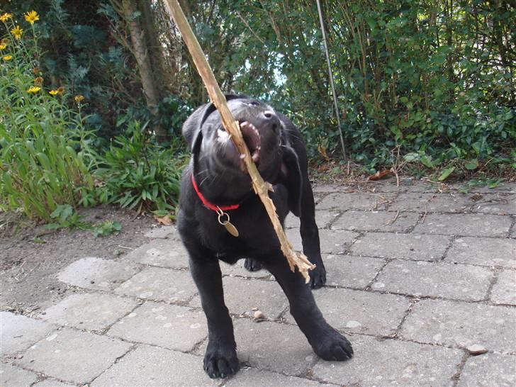 Blanding af racer Bella billede 5