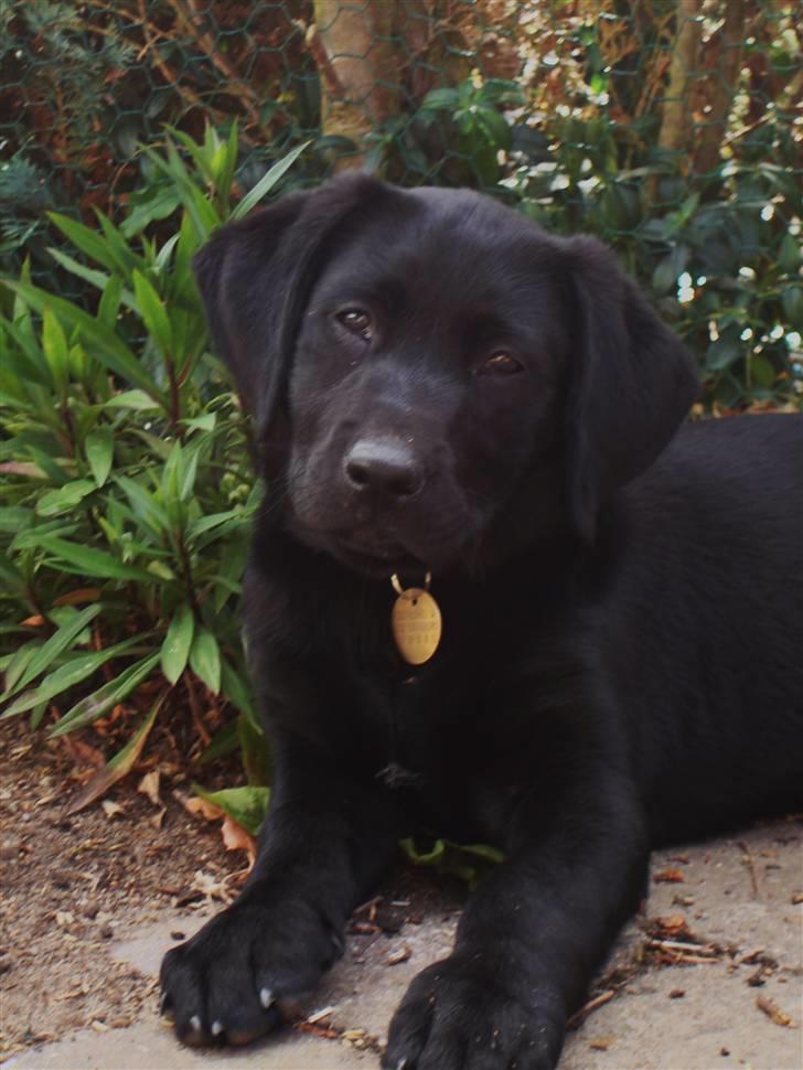 Blanding af racer Bella billede 6