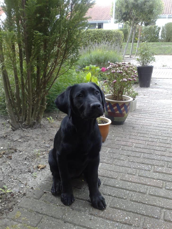 Blanding af racer Bella billede 7