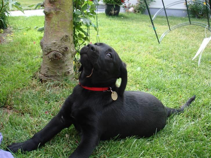 Blanding af racer Bella billede 8