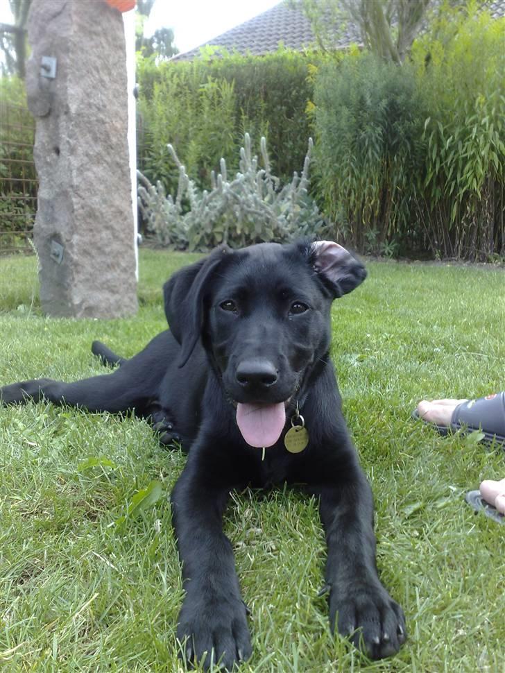 Blanding af racer Bella billede 9