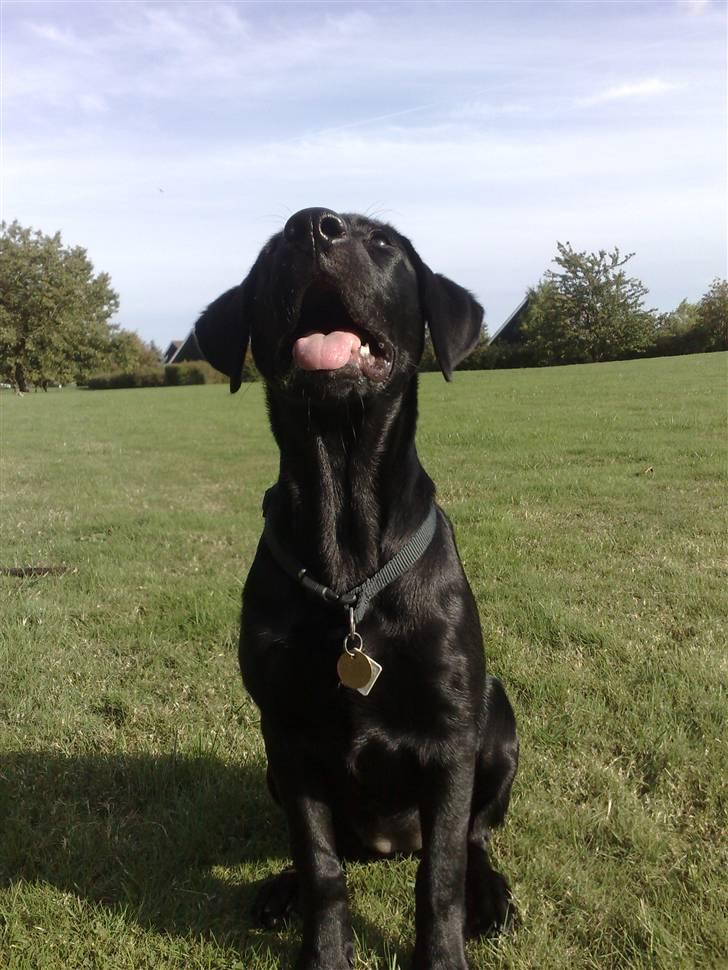 Blanding af racer Bella billede 10