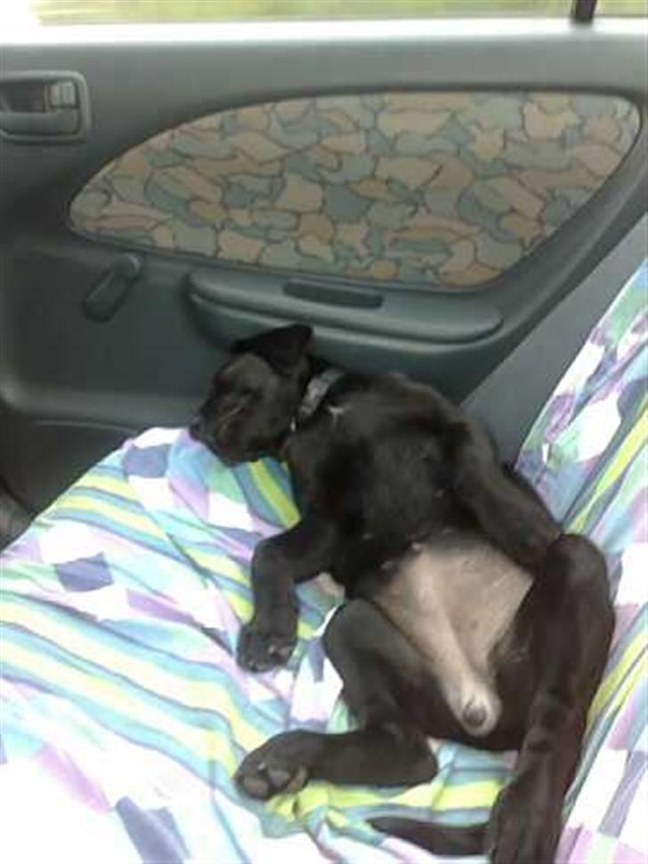 Blanding af racer Bella billede 11