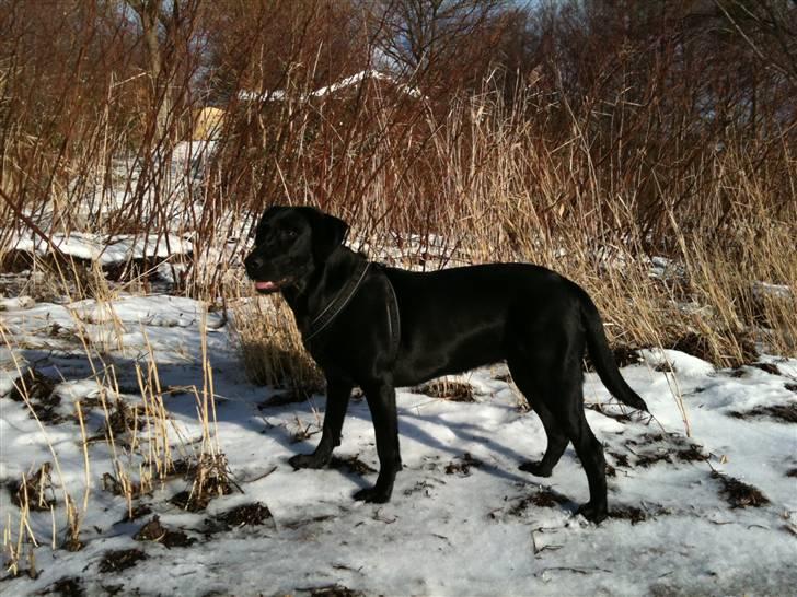 Blanding af racer Bella billede 12