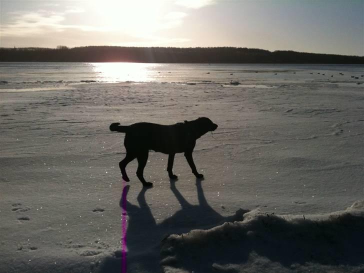 Blanding af racer Bella billede 13