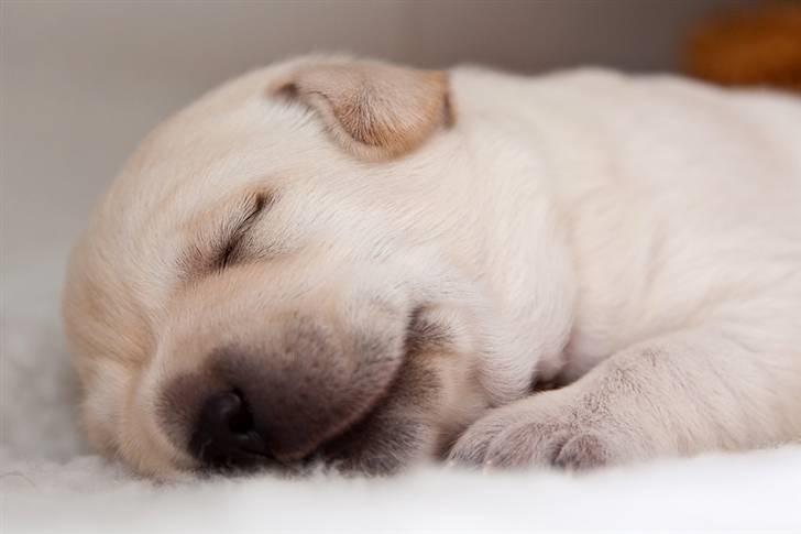 Labrador retriever Baby - 1) Baby ligger og sover. billede 1