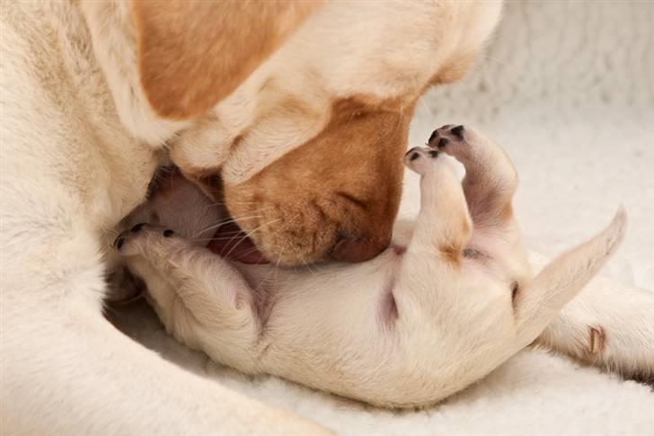 Labrador retriever Baby - 3) Nusser med mor. billede 3