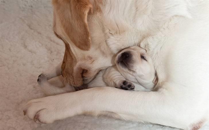 Labrador retriever Baby - 4) Hygge med mor. billede 4