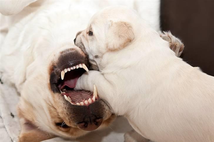 Labrador retriever Baby - 5) Også blev der også lige tid til lidt leg. billede 5