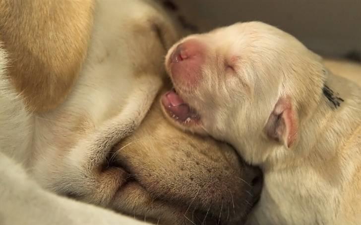 Labrador retriever Baby - 6) Første gang vi var ude og se hende. Ca. 2 uger gammel. billede 6