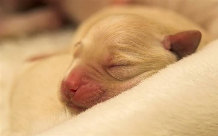 Labrador retriever Baby - 7) Baby - ca. 1 uge gammel. billede 7