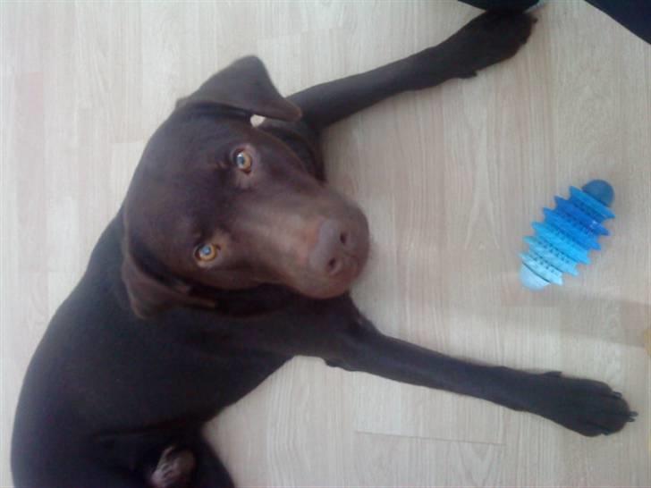 Labrador retriever Basse - "Må jeg kke nok snart tage legetøjet?" billede 8