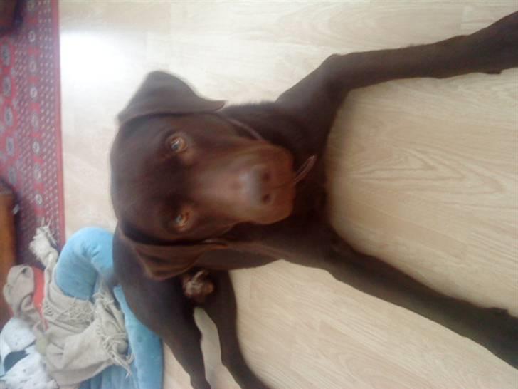 Labrador retriever Basse - "Får jeg godbider, hvis jeg ser sød nok ud?" billede 9