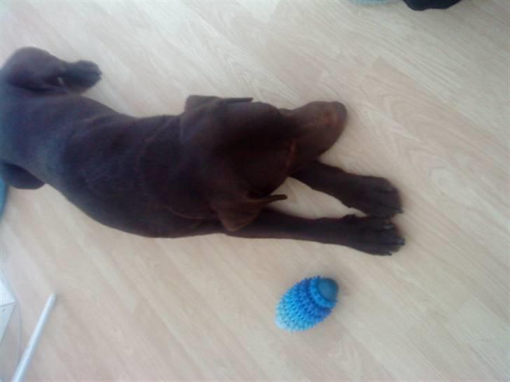 Labrador retriever Basse - "Lader som om jeg ikke kan se legetøjet..." billede 10