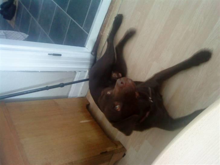 Labrador retriever Basse - Efter megen overtalelse og manipulation, lykkedes det at tage dette billede.. Han er ikke god til at ligge stille! billede 14