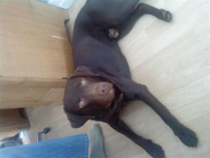 Labrador retriever Basse - Nu er vi ved at nå maximum af, hvor længe Basse kan ligge stille, straks efter dette billede hoppede han rundt igen! billede 15