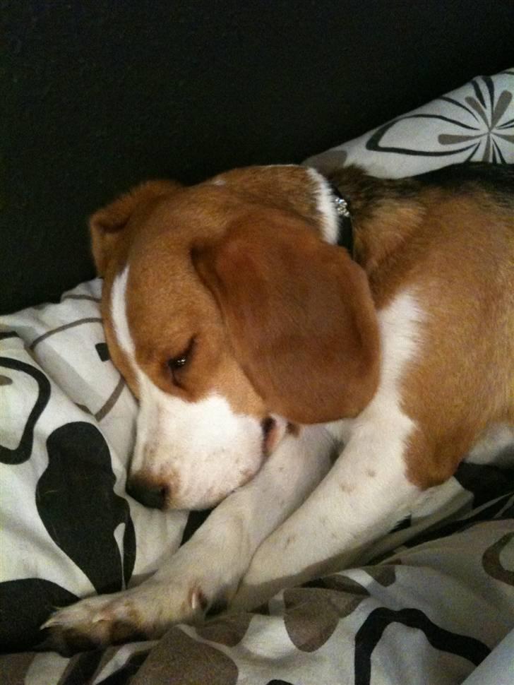 Beagle Alberte - mine forældres  billede 10