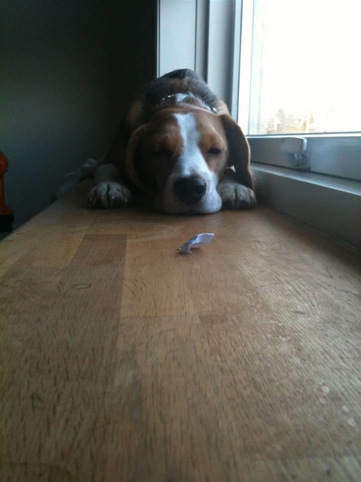 Beagle Alberte - mine forældres  billede 11