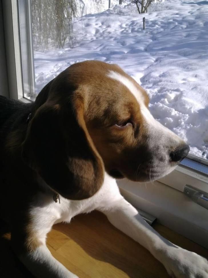 Beagle Alberte - mine forældres  billede 12