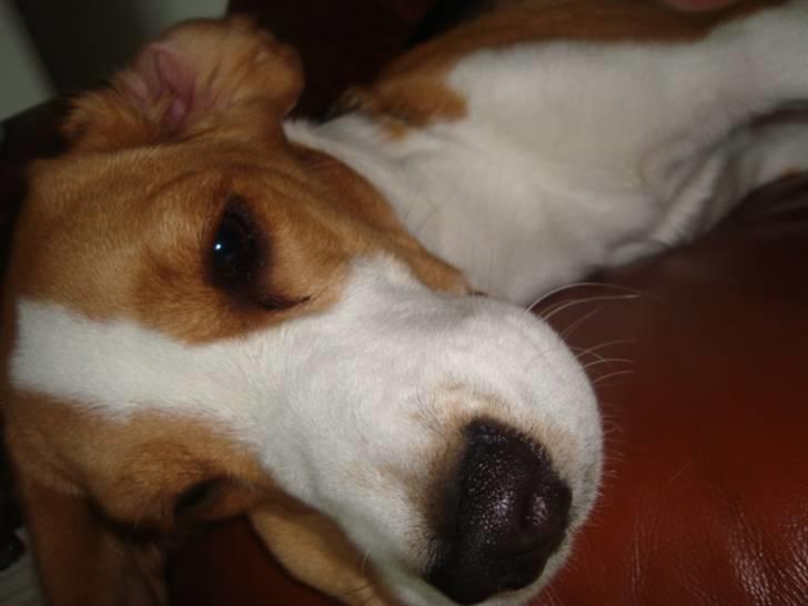 Beagle Alberte - mine forældres  billede 13