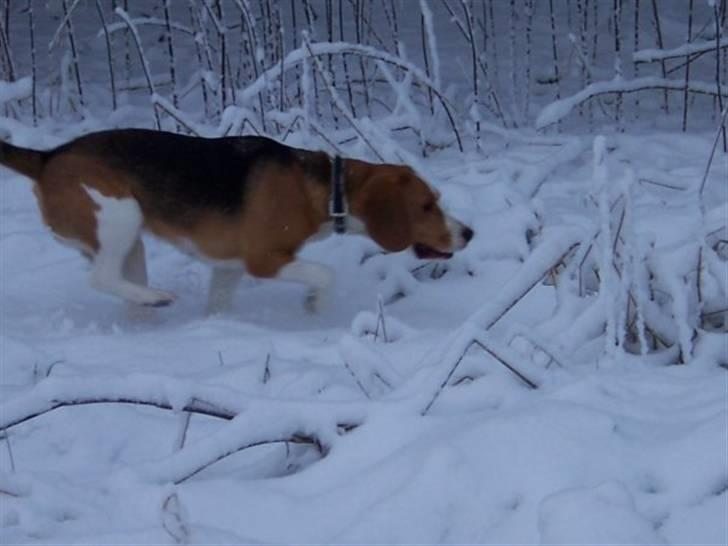 Beagle Alberte - mine forældres  billede 14