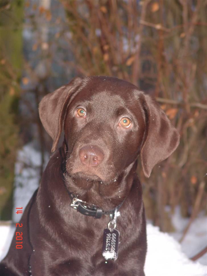 Labrador retriever petie billede 1