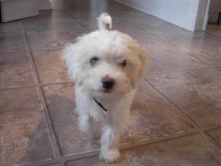 Chinese crested powder puff Gucci billede 1