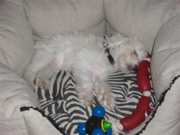 Chinese crested powder puff Gucci billede 2