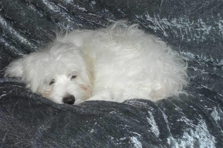 Chinese crested powder puff Gucci billede 3