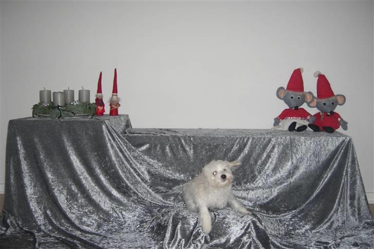 Chinese crested powder puff Gucci billede 4