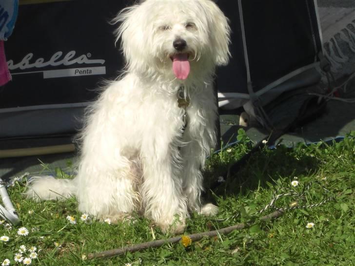 Chinese crested powder puff Gucci billede 6